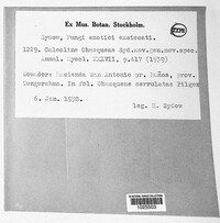 Calocline chusqueae image